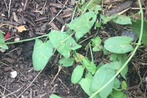 The Bindweed Takeover’s Life Lesson