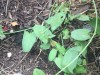 The Bindweed Takeover’s Life Lesson