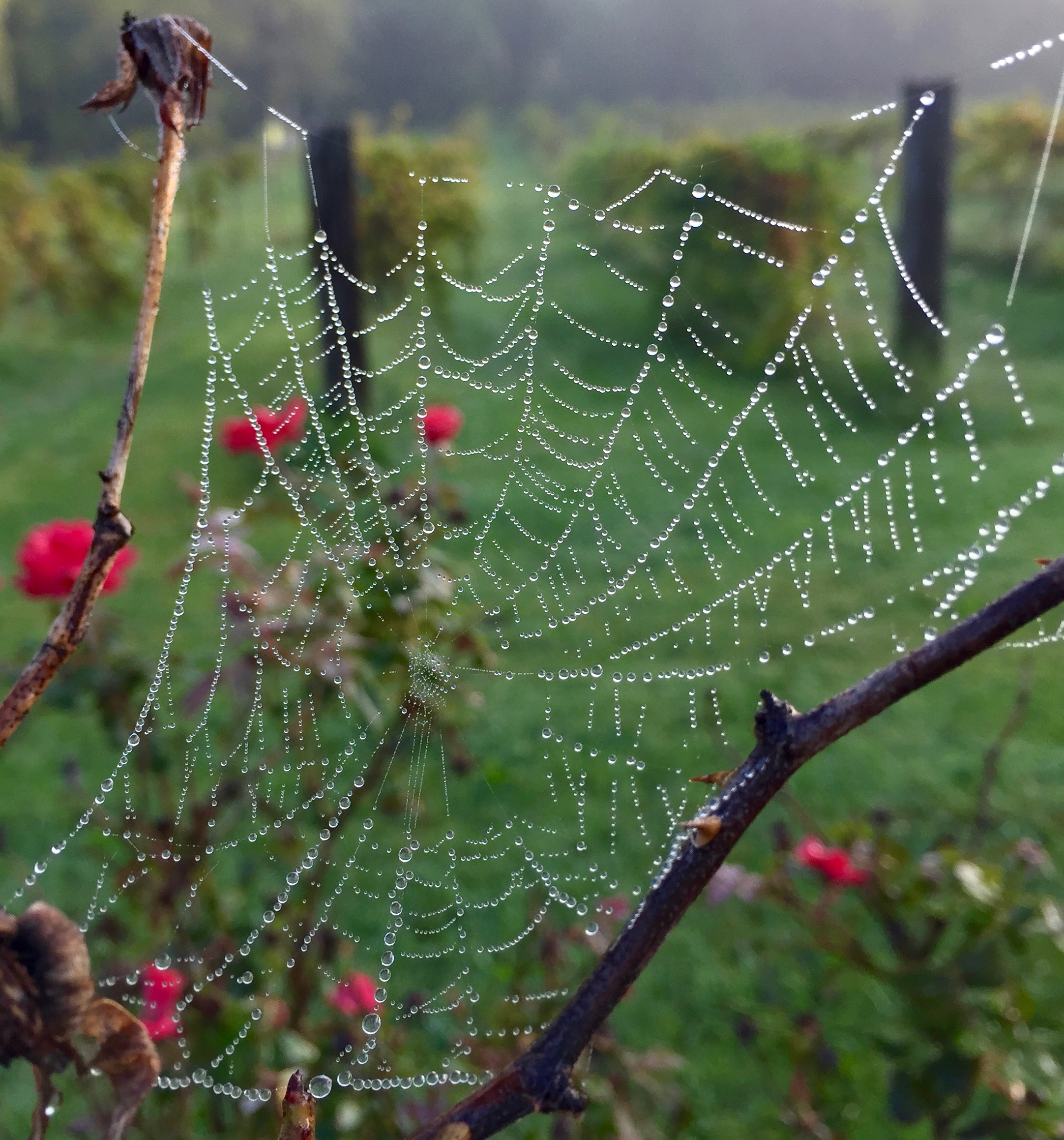 Spiderweb in dew with Mist